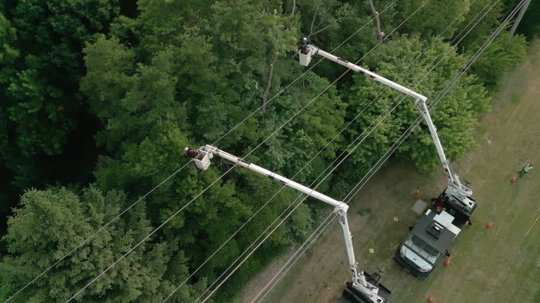 How Our Tree Care Process Works  in Eagle, NE